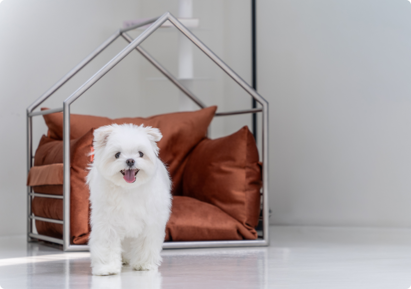 도무스 필로우형